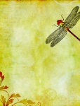 Dragonfly Watercolor Vintage Art