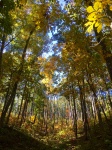 Fall Trees Along Trail