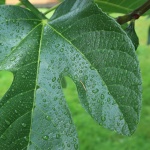 Fig Tree Green Leaf