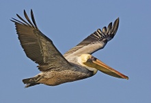 Flying Brown Pelican