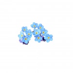 Forget-me-not Isolated