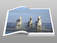 Galloping Horses In Water Book