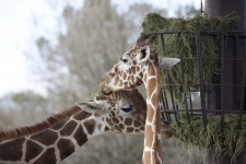 Giraffes Feeding