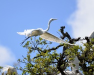 Great White Heron Flying