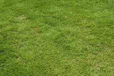 Green Lawn Grass Background