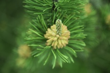 Green Pine Branch