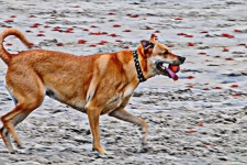 Happy Dog On Beach