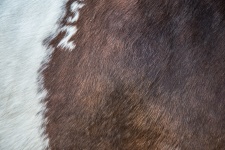 Horse Fur