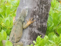 Iguana On Palm Tree