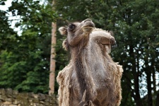 Independent Camel
