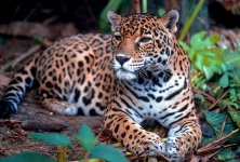 Jaguar Resting