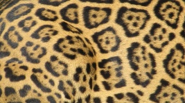 Jaguar Skin Pattern