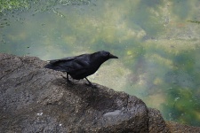 Young Crow