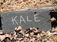 Kale Garden Sign