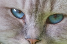 Kitty Close Up