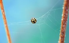 Ladybug In A Web