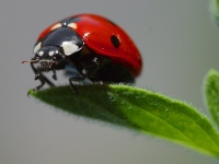 Ladybug On A Leaf