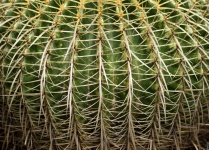 Large Golden Barrel Cactus
