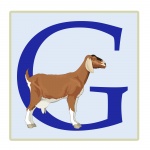 Letter G, Goat Illustration