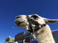 Llama Close-up