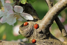 Lunching Ladybugs