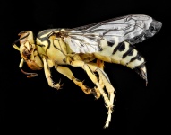 Macro View Sand Wasp