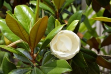 Magnolia Flower