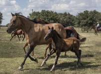 Mare And Colt Running