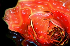 Marmalade Rose