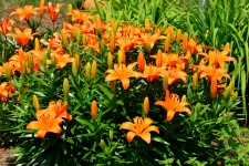 Orange Colored Day Lilies