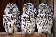 Owls Family Dance