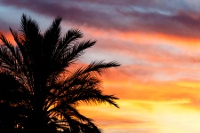 Palm Tree At Sunset