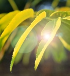 Pecan Nut Leaves With Lens Flare