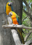 Perched Parrots