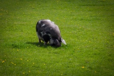 Pig On Green Field