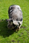 Pig On Green Field