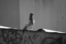 Pigeon Perched
