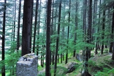 Pine Forest Background 2