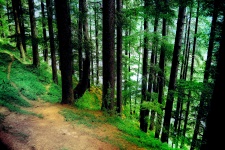 Pine Forest Background 3