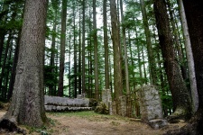 Pine Forest Background 4