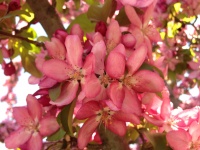 Pink Dogwood Flower Tree