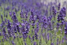 Field Of Lavender