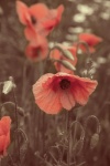 Poppy Flower, Vintage Color