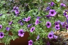 Purple Petunias Flowers