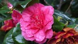 Red Flower With Raindrops