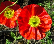 Red Garden Flower