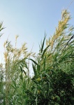Reeds Tips In Sunlight