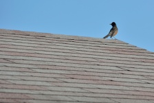 Robin On Roofing