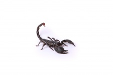 Scorpion On White Background