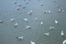 Seagulls In The Sea